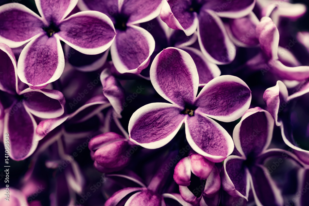 Purple lilac flowers blossom Purple lilac flowers blossom