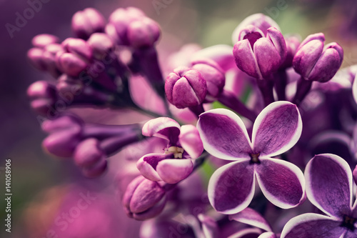 Obraz na plátně Purple lilac flowers blossom