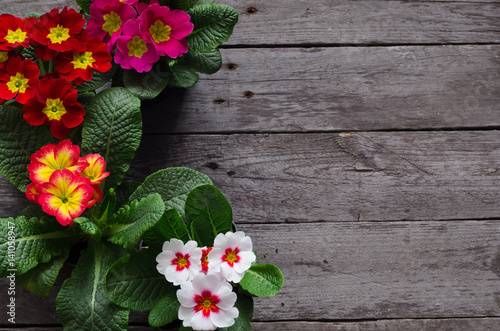 Fresh colorful primula flowers in pots on wooden background. Top view