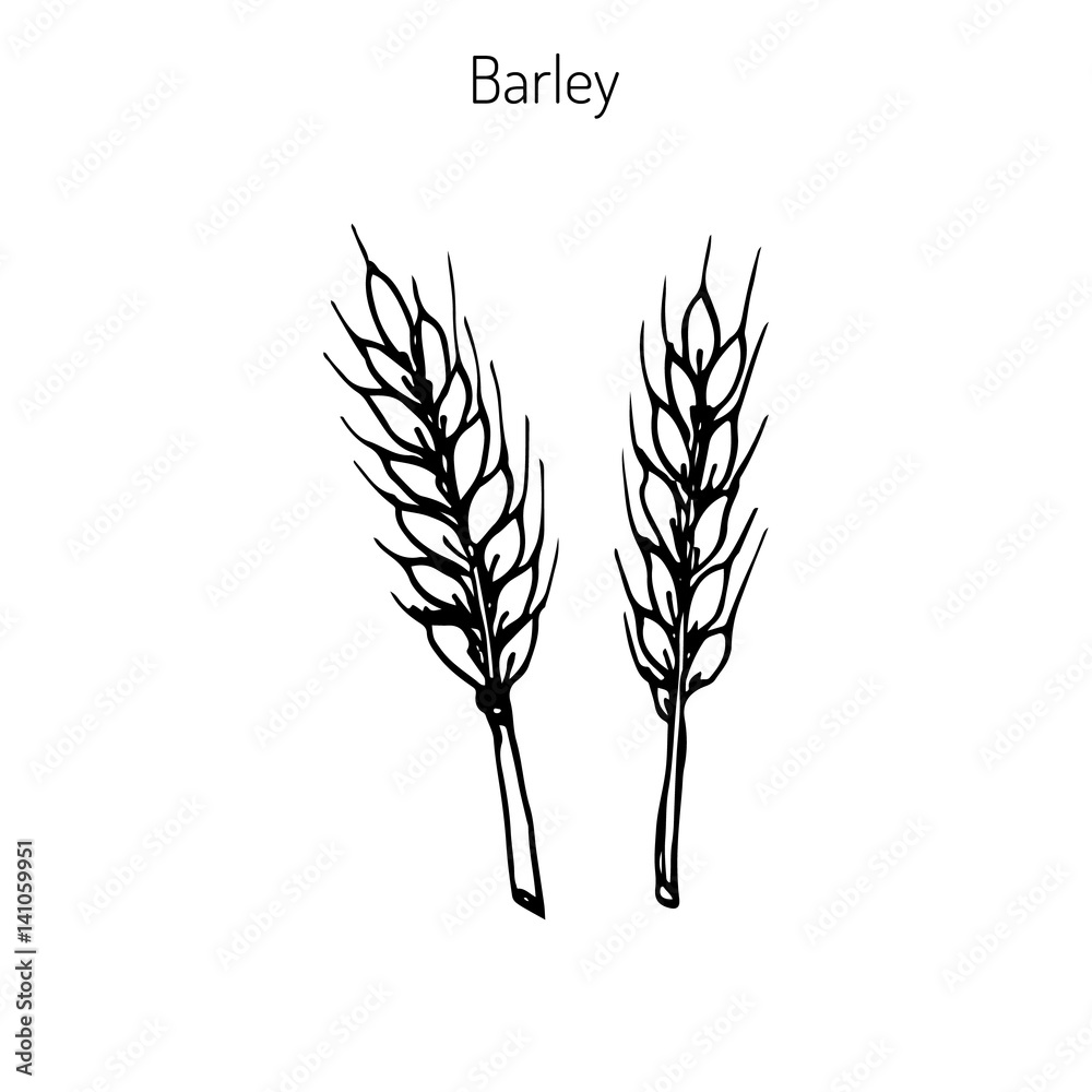 Hand drawn barley ears sketch Hand drawn barley ears sketch