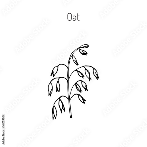Hand drawn oats ears sketch