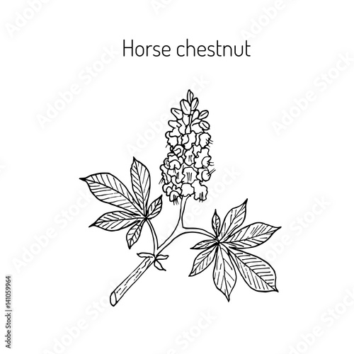 Horse chestnut or Conker tree Aesculus Hippocastanum 