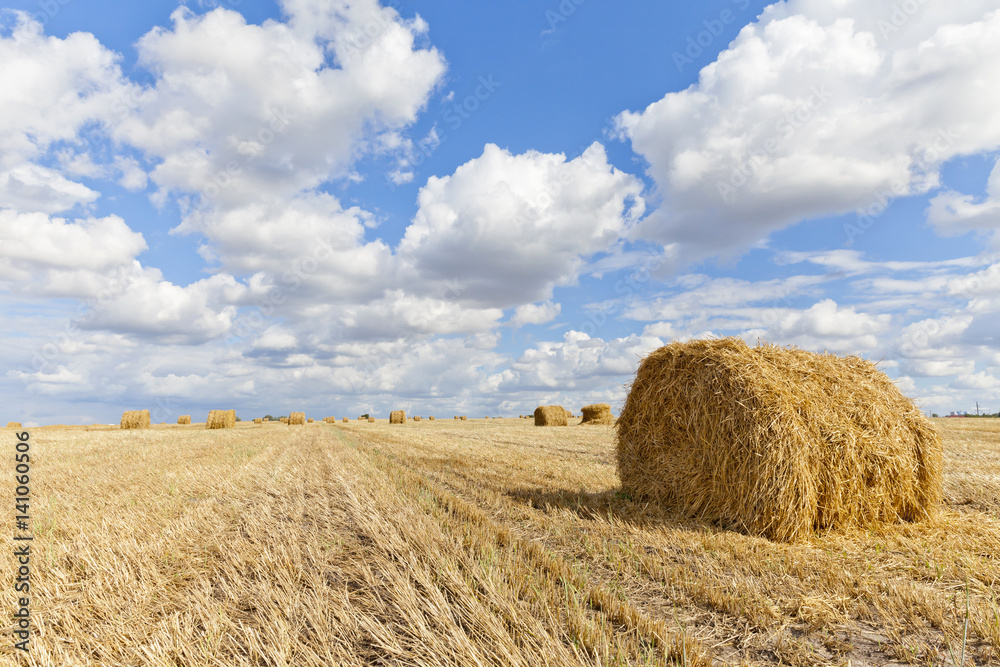 Harvest landscape with straw bales amongst fields in autumn, Belarus Harvest landscape with straw bales amongst fields in autumn, Belarus