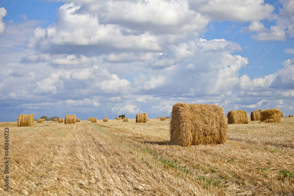 Harvest landscape with straw bales amongst fields in autumn, Belarus