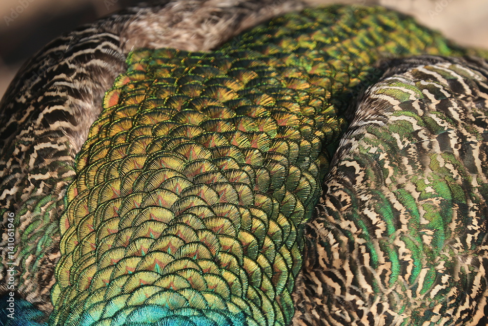 Fototapeta premium Gefieder des männlichen Pfaus, Pavo christatus