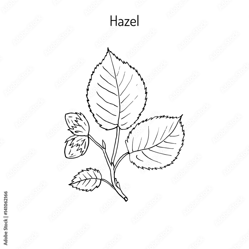 Hand drawn hazelnut branch