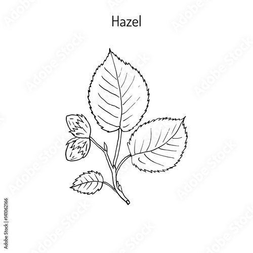 Hand drawn hazelnut branch