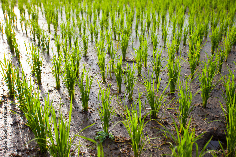 Fototapeta premium The young shoots of rice in a field