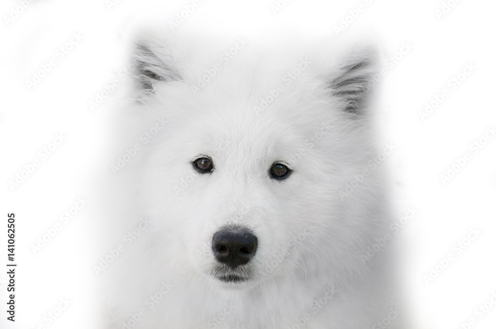 close up on Samoyed dog on white background