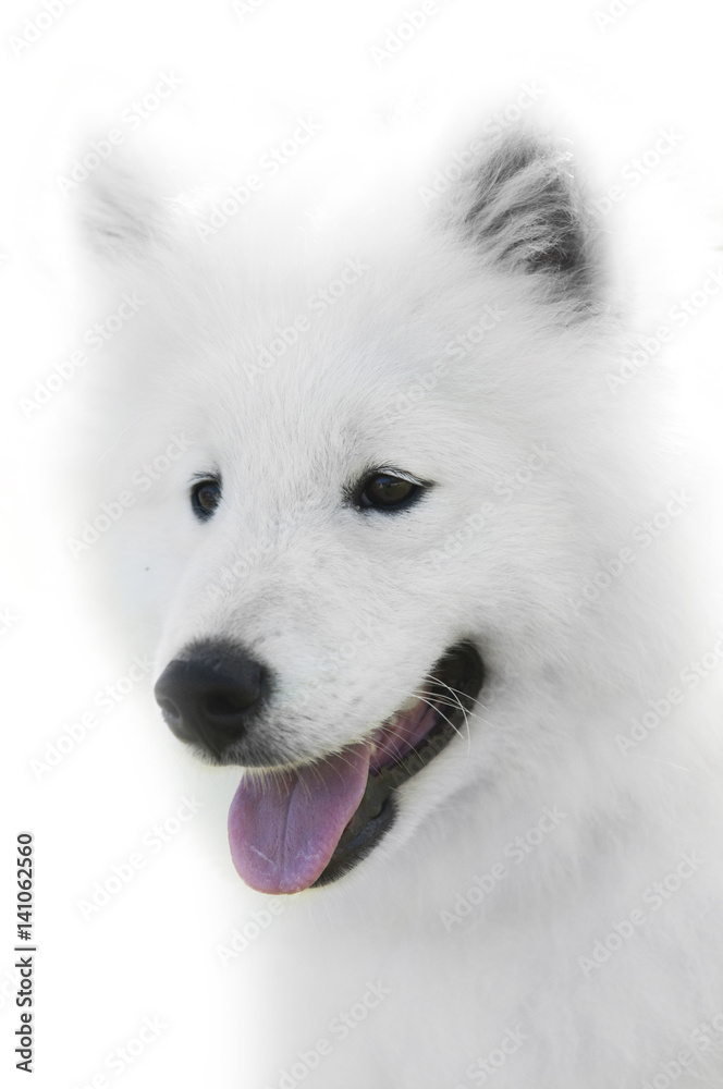 close up on Samoyed dog on white background