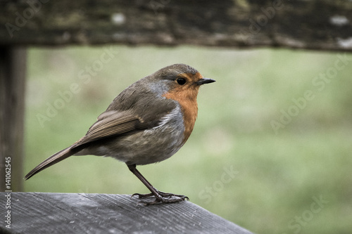 European robin perched in wooden fence in the countryside during early spring
