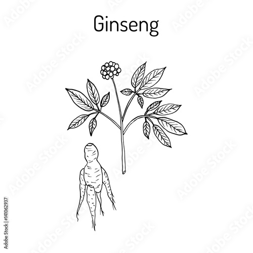 Ginseng - medicinal plant