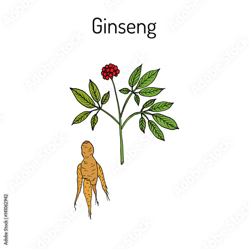 Ginseng - medicinal plant