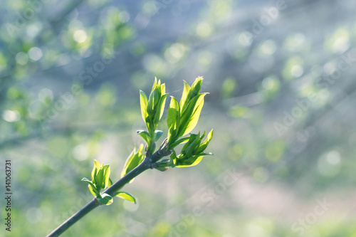 Young spring leaves in forest