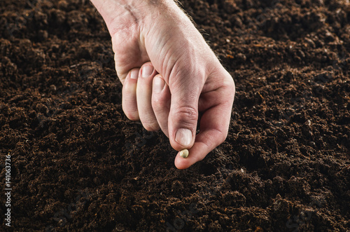 Seeding or planting a plant on a natural, soil backgroud. Camera from low angle or top view. Natural background for advertisements.