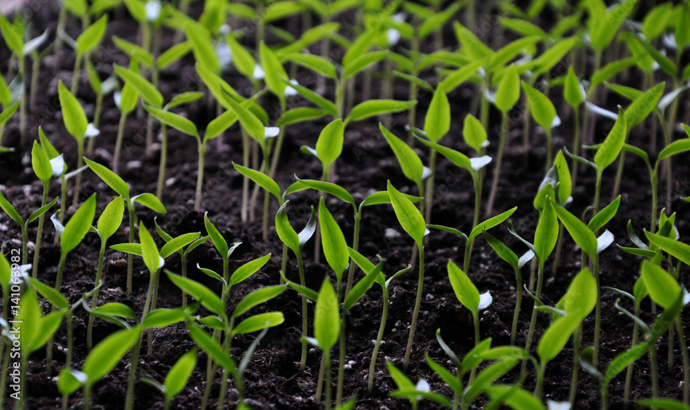 Stairs of sweet pepper seedlings with two true leaves no Stairs of sweet pepper seedlings with two true leaves no