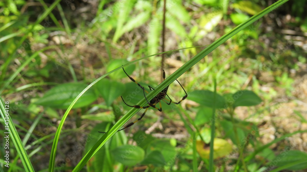 Bitzy Spider Bitzy Spider