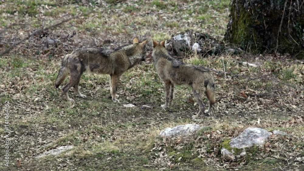 Wolves in the National Park of Abruzzo in Italy Wolves in the National Park of Abruzzo in Italy