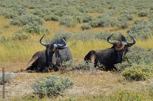 Wildebeest in the Etosha National park in Namibia