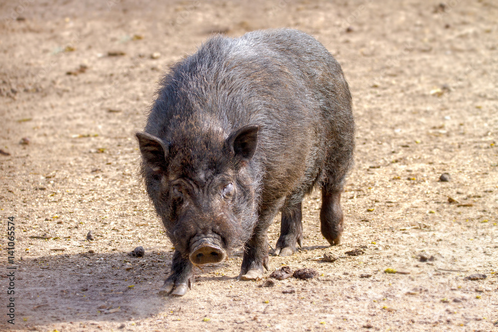 mammal pet pig in a black enclosure mammal pet pig in a black enclosure