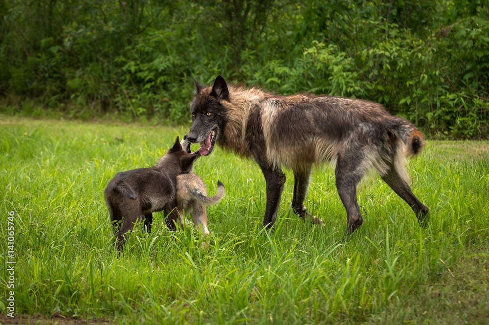 Black Phase Grey Wolf (Canis lupus) Greeted by Pups Black Phase Grey Wolf (Canis lupus) Greeted by Pups