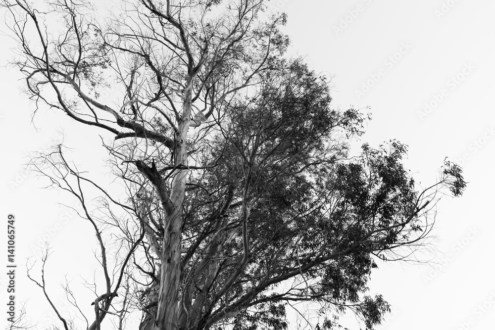 Obraz premium Branches