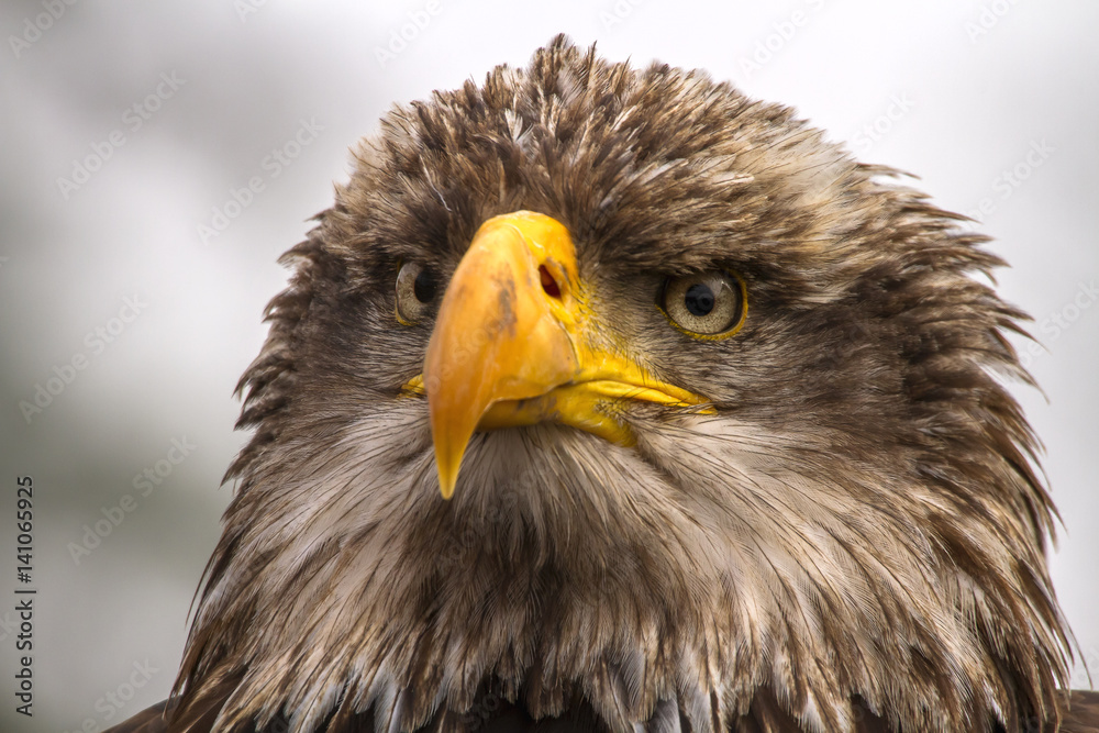 Bald Eagle Bald Eagle