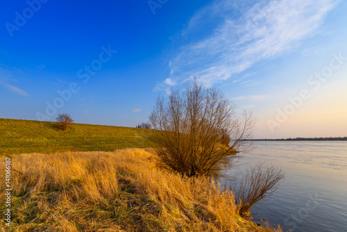 Willow tree on the bank of the river at sunset. Early spring time in Wisla river valley in northern part of Poland. Europe. 