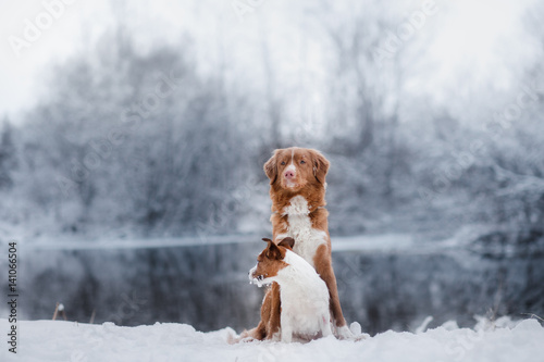 Fototapeta Naklejka Na Ścianę i Meble -  Dog Jack Russell Terrier and a Nova Scotia Duck Tolling Retriever outdoors