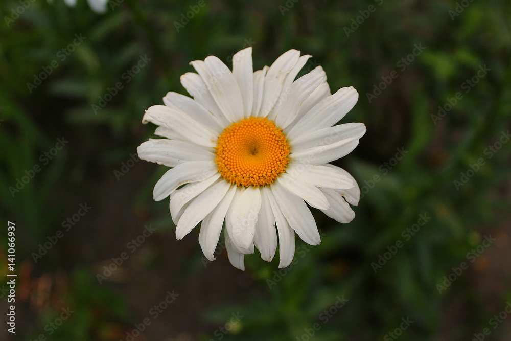 Fototapeta premium flower