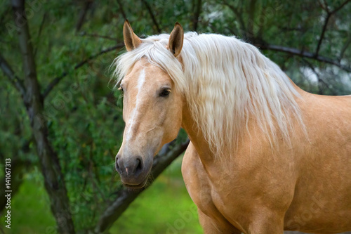 Palomino horse with long mane portrait against green background