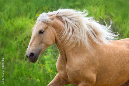 Palomino horse with long mane portrait in motion against green spring meadow