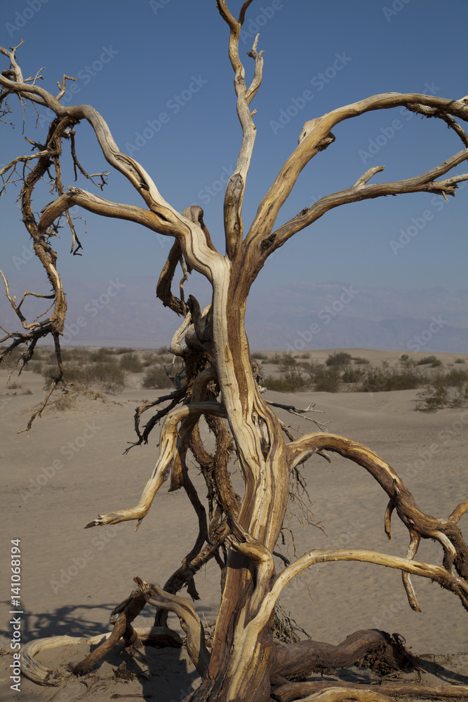 A dead tree in the Death Valley desert
