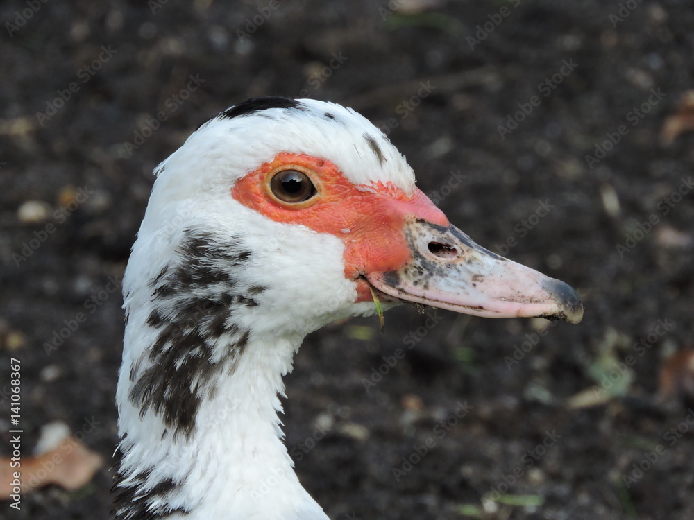 Duck Duck