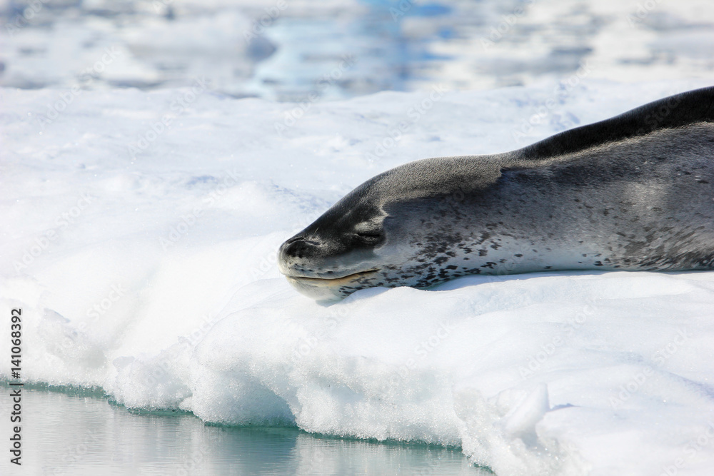 Obraz premium Leopard seal resting on ice floe, Antarctic peninsula