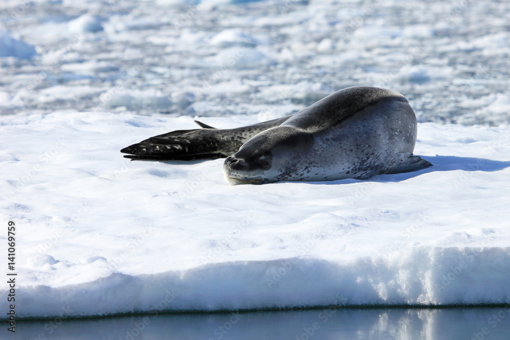 Fototapeta premium Leopard seal resting on ice floe, Antarctic peninsula