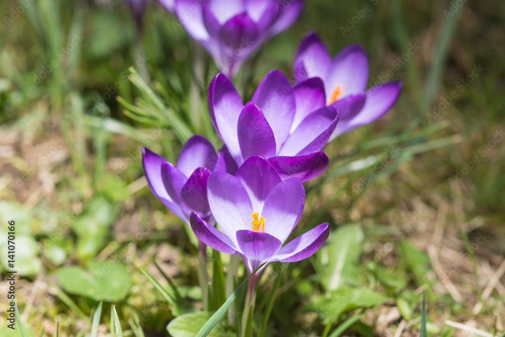 Krokussblüten mit gelben Blütenstempel auf der Wiese im hellen Sonnenlicht Krokussblüten mit gelben Blütenstempel auf der Wiese im hellen Sonnenlicht