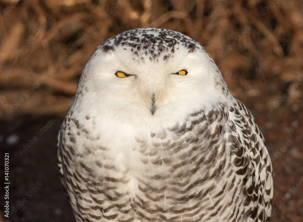 Snowy Owl Portrait Snowy Owl Portrait