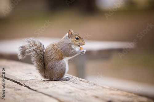 Close-up of a small grey squirrel sitting on a wooden table in the city park and eating.
