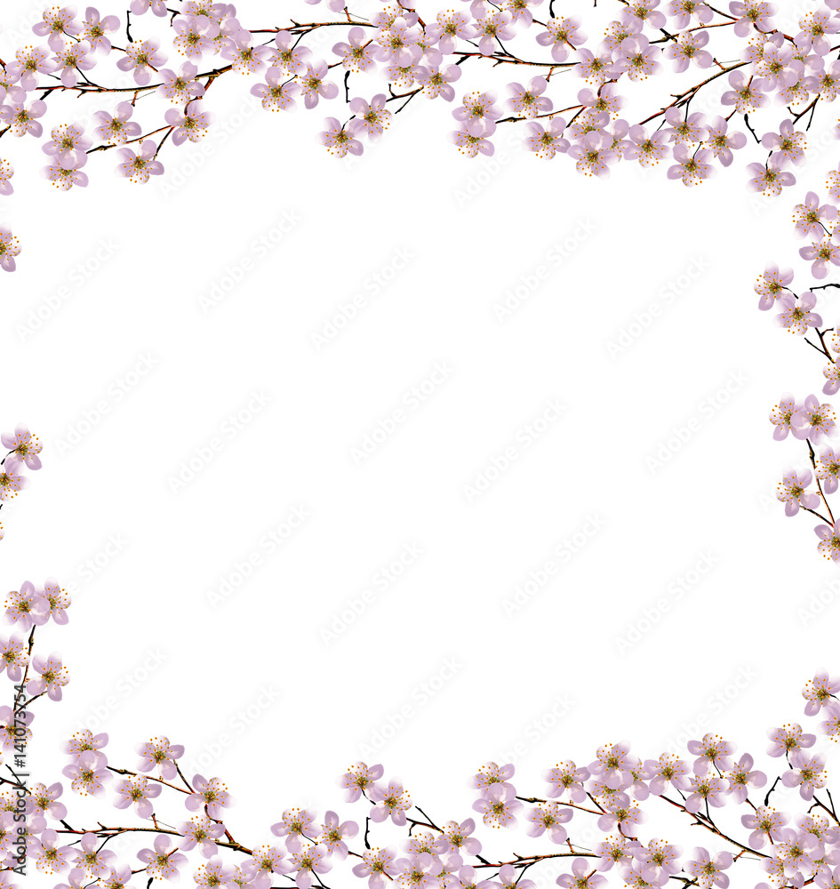 Flowering branch of apple isolated on a white background. Spring Flowering branch of apple isolated on a white background. Spring