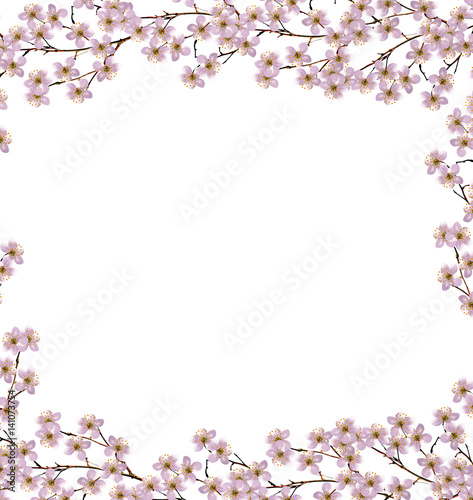 Flowering branch of apple isolated on a white background. Spring