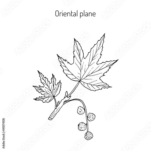 Occidental plane branch