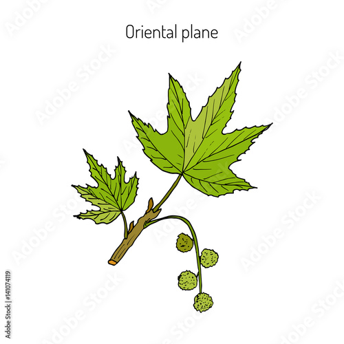 Occidental plane branch