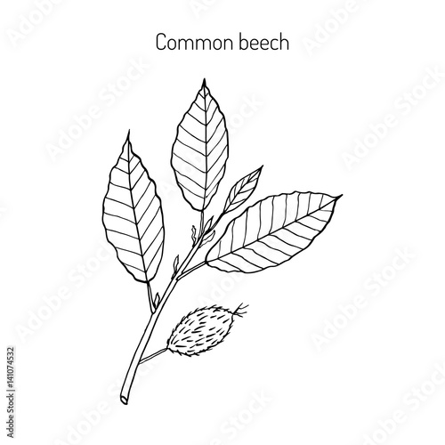 Beech branch with leaves