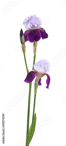Fototapeta Naklejka Na Ścianę i Meble -  Iris germanica