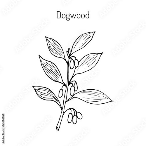 Branch of dogwood plant