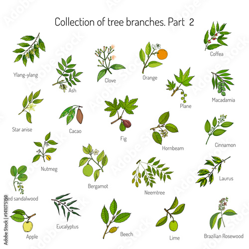 Set of different tree branches