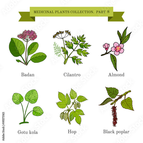 Vintage collection of hand drawn medical herbs and plants