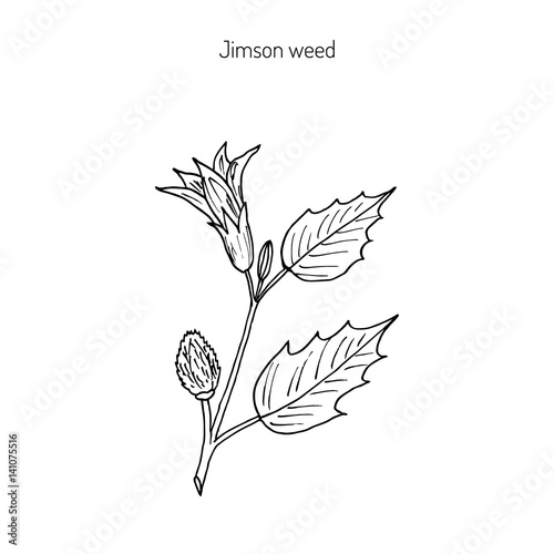 Datura stramonium, or Thorn apple