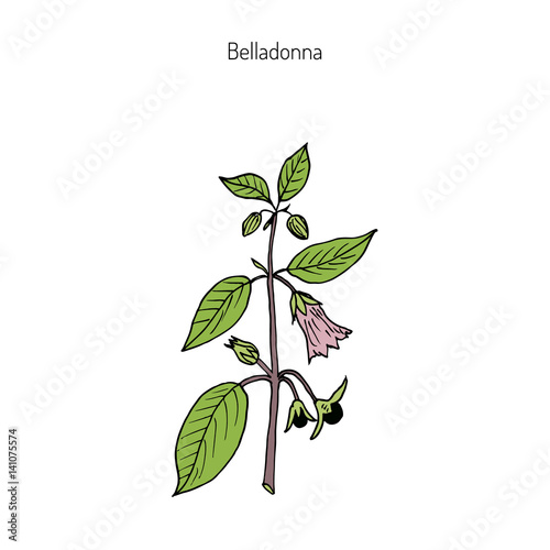 Atropa belladonna, or deadly nightshade